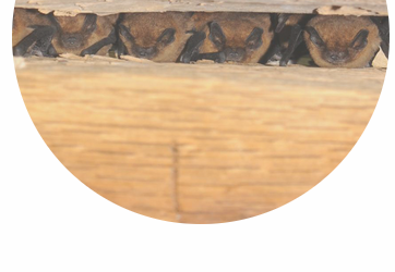 Enquête de Chauves-souris !